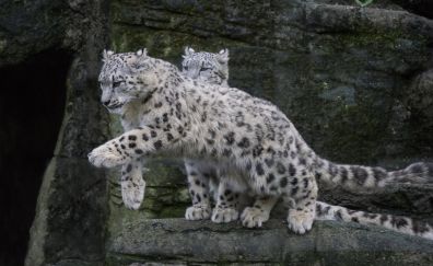 Snow leopard, jump, animal, predator, 5k