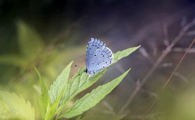 Butterfly, portrait, blue insect