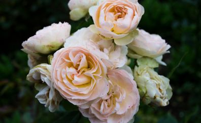 Light pink roses, flowers, close up