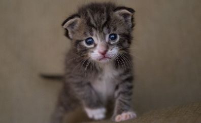 Cute feline, kitten, walk, baby animal