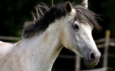 White race horse, muzzle, animal, 4k