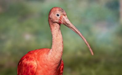 Flamingo, pink bird, water bird, long beak