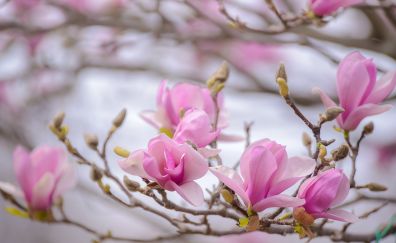 Spring, pink flowers, blossom