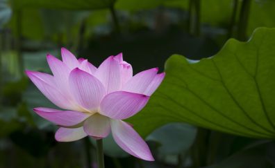 Pink flower, lotus, petals