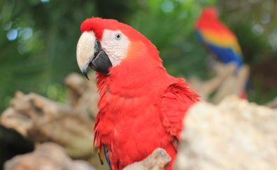 Red macaw, parrot, beak
