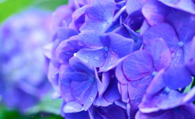 Purple flowers, summer glory, drops