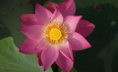 Lotus flower, pink, blossom