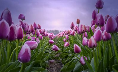 Flowers, blossom, pink tulips, farm