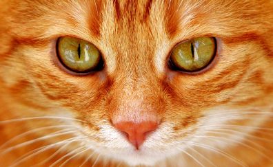 Orange cat, eyes, fur