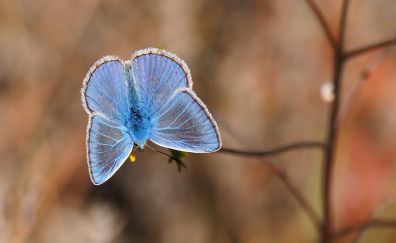Blue butterfly, close up, insect
