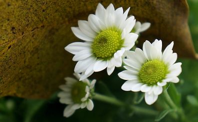 Spring, white daisy, close up