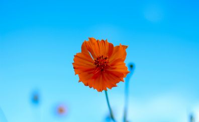 Orange flower, spring, portrait, 5k