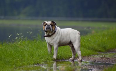 Bulldog, outdoor, confident, dog