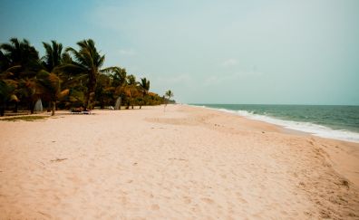 Beach, palm tree, sand