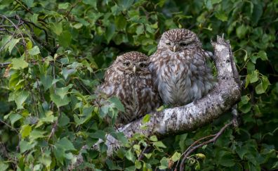 Owl pair, birds, sit