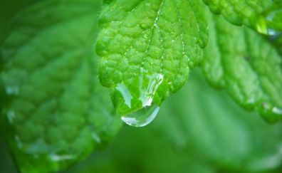 Leaf, dew, water drops, close up