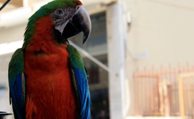 Parrot, macaw, colorful, bird