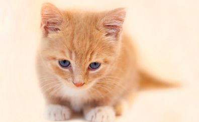 Cute, orange kitten, baby animal