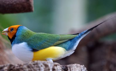 Colorful finch, bird, 5k