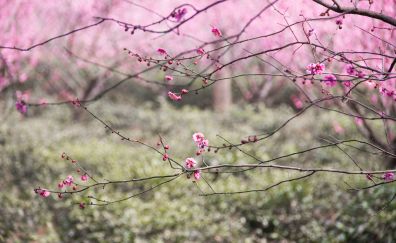 Plum blossom, pink flowers, tree branch, spring