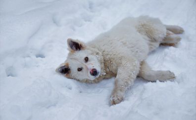 White dog, lying down, winter, 5k
