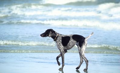 Beach, dog, walk, spotted, animal