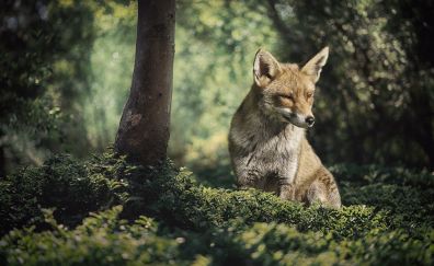 Wildlife, fox, animal, forest, 5k