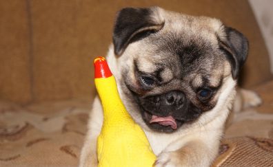 Dog, pug, play with toy