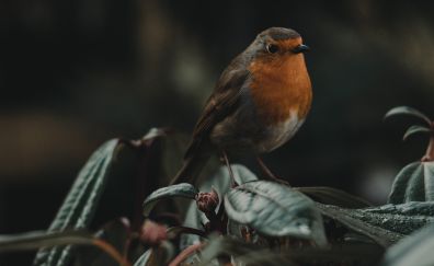Robin, bird, cute, close up