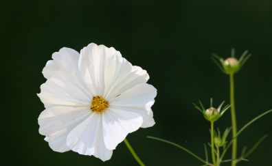 White, wild flower of spring