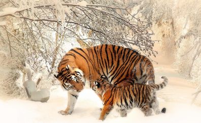 Tiger, baby tiger, snow, animal, 4k