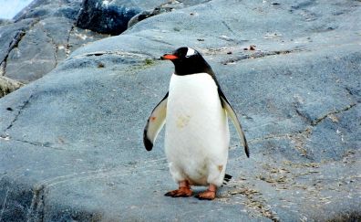 Penguin, water bird, animals, stand