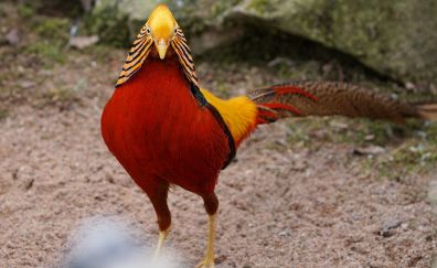 Golden pheasant bird, red bird