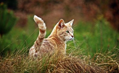 Kitten, cat play, blur, grass
