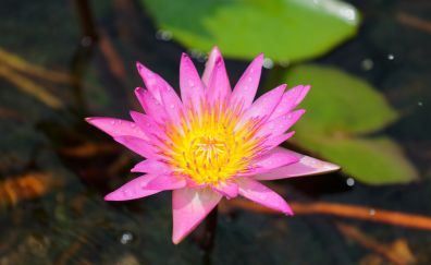 Water lily, flower, pink, bokeh