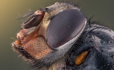 Macro insect eyes