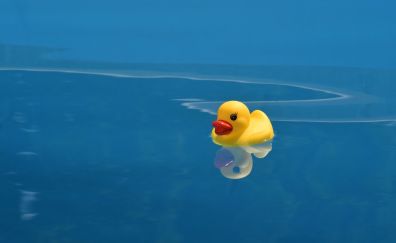 Yellow, duck, toy, swim, reflections