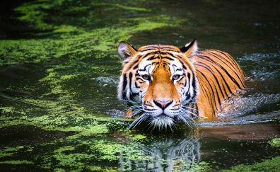 Predator, big cat, tiger, animal, lake, reflections