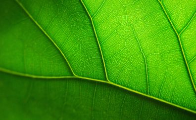 Close up, green leaf, veins