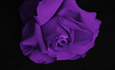Purple rose, close up, flower