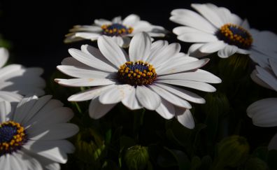 White flowers, pollen, close up, 4k