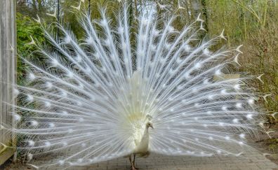 White peacock bird tail
