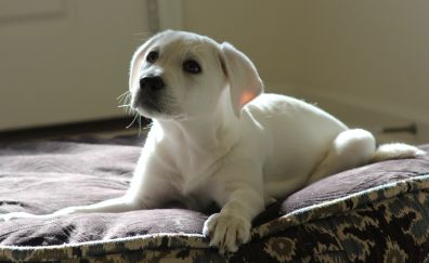White dog, puppy, animal, stare