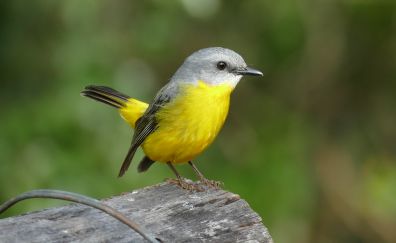 Yellow, robin, bird, 4k