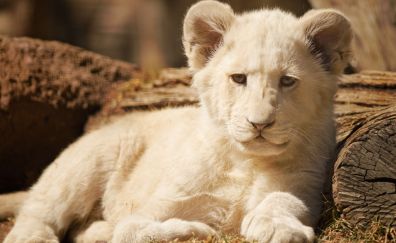 White lion, cub, predator, baby animal