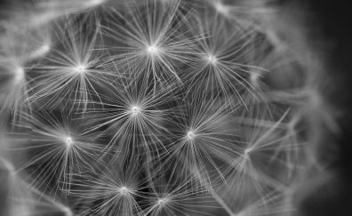 Dandelion flower, monochrome