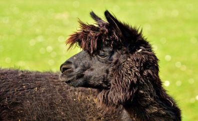 Black Lama, head, furry animal