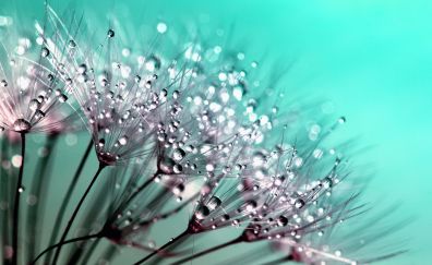 Dandelion, flower's threads, water drops