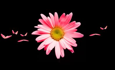 Pink daisy, flower, petals, portrait
