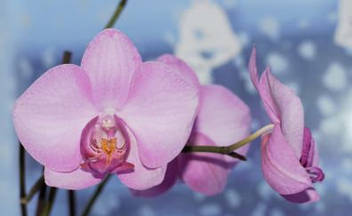 Orchid, pink flower, bloom